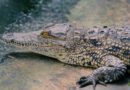 Some ancient crocodiles may have chomped on plants instead of meat